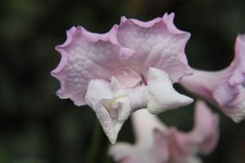 streptocarpus for sale  MAIDENHEAD