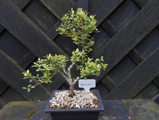 Bonsai japanese japanese for sale  CANNOCK