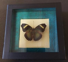Natural history entomology d'occasion  Expédié en Belgium
