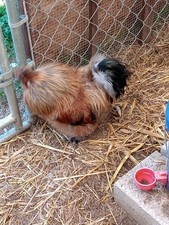 Half dozen bearded for sale  Monticello