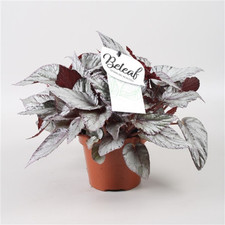 Pianta begonia beleaf usato  Terlizzi