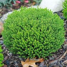 Hebe emerald green for sale  UK