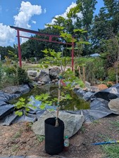 Japanese maple moonrise for sale  Woodleaf