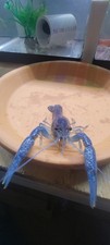 Crayfish electric blue for sale  Fort Walton Beach