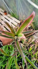 Bilbergia nutans variegata for sale  SEVENOAKS
