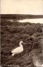Cartão postal vintage Wild Brant ganso na grama cena perto da água RPPC comprar usado  Enviando para Brazil