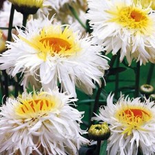 Leucanthemum crazy daisy for sale  GRIMSBY