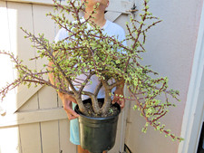 Variegated portulacaria afra for sale  Garden Grove