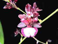 Rare oncidium fragrance for sale  HALSTEAD