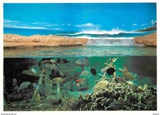 Animaux poissons aquarium d'occasion  Fruges