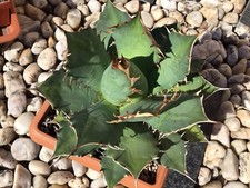 Agave titanota ableger gebraucht kaufen  Nünchritz