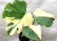 Monstera thai constellation for sale  Reseda