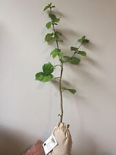 Truffle tree for sale  HUNTINGDON
