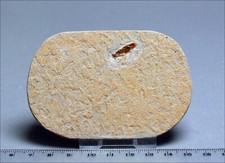 Fossil cockroach matrix for sale  MARKET RASEN