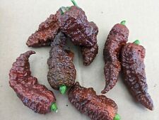 SEMENTES- Pimenta Quente-10 Leviatã Escorpião Gnarly Caramelo-Raro Textura Exclusiva Picante comprar usado  Enviando para Brazil