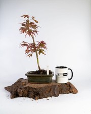 Japanese maple bonsai for sale Japanese maple bonsai for sale  ELGIN