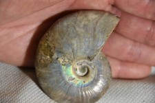 Rare ammonite beudanticeras d'occasion  Pont-à-Mousson