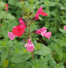 Salvia microphylla grahamii d'occasion  Mont-près-Chambord