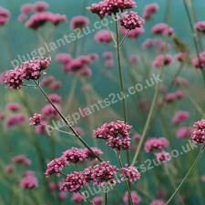 Verbena buenos aires for sale  BRISTOL