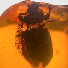 insects amber for sale  GILLINGHAM