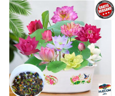 30pcs lotus samen gebraucht kaufen  Berlin