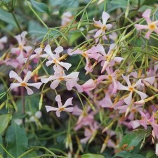 Trachelospermum pink showers for sale  HAVERFORDWEST