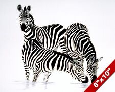 Zebras drinking wild for sale  South Jordan