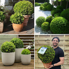 Buxus topiary plant for sale  LEICESTER