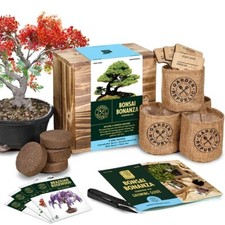 Garden republic bonsai for sale  Citronelle