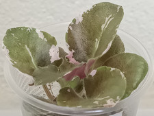 african violet for sale african violet for sale UK