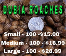 Dubia feeder roaches for sale  Swansboro