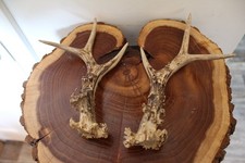 Natural roe deer for sale  Channahon