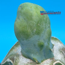 Myrtillocactus monstrose slick for sale  Austin