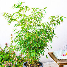 Fargesia rufa dragon for sale  UK