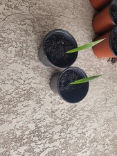Pack pot. royal for sale  Bokeelia
