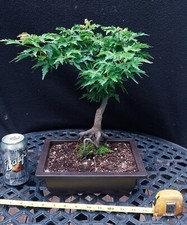 Ojishi rare japanese for sale  Minnetonka