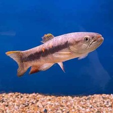 Red purple wolf for sale  Portland