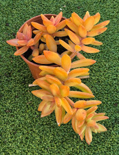 Sedum nussbaumerianum large for sale  UK