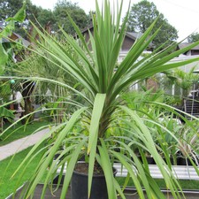 Cordyline australis cabbage for sale  STOKE-ON-TRENT