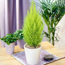 Cupressus wilma goldcrest for sale  UK
