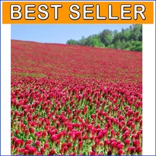 Crimson clover seeds for sale  Willingboro