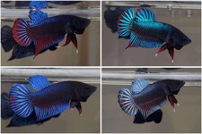 Betta juveniles plakat for sale  Fresno