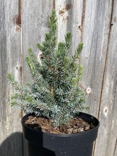 Alberta spruce sander for sale  CHORLEY
