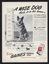 1947 gaines dog for sale  Kerrville