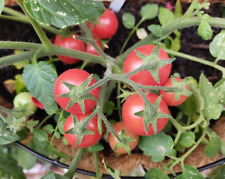 Whippersnapper tomato seeds for sale  COVENTRY