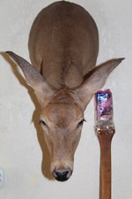 Whitetail doe deer for sale  Brandon
