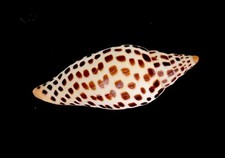 309 striking scaphella for sale  Fort Myers