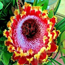 Queen seeds rare for sale  Lincolnton