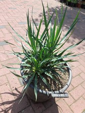 Yucca gloriosa gruppe gebraucht kaufen  Mönchengladbach