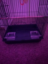 Large black parakeet for sale  Kissimmee